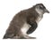 Young African Penguin, Spheniscus demersus, 2 months old