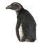 Young African Penguin, Spheniscus demersus, 3 months old