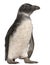 Young African Penguin, Spheniscus demersus, 3 months old