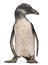 Young African Penguin, Spheniscus demersus, 3 months old