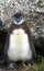 The Young African penguin (Spheniscus demersus)