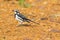 Young African Pied Wagtail bird in grey black white on ground at Serengeti National Park in Tanzania, Africa