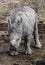 Young african rhinoceros 3