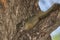 A young African Tree Squirrel relaxing high up in a tree.