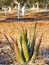 Young Agave Cactus