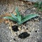 Young agave plant emerging through the pavement, France