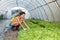 Young agricultural farmer woman looking at the vegetables in her greenhouse checking the leaves of the green salad as her new busi