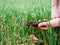 Young agriculture woman biologist inspecting the harvest