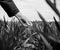 Young agriculture woman biologist inspecting the harvest