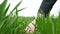 Young agriculture woman biologist inspecting the harvest