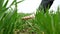 Young agriculture woman biologist inspecting the harvest