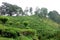 A Young Agroforestry Tea Plantation.