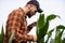 A young agronomist inspects the stems and leaves of green corn. Agriculture