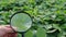 A young agronomist studies the plants in the field and looks at them through a magnifying glass.