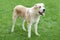 Young alabai (shepherd) dog standing green grass