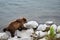 Young Alaskan brown bear cub walking over rocks on the edge of the Brooks River, Katmai National Park, Alaska