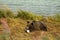 Young Alaskan Brown Bear feasting on a fresh caught salmon, Chilkoot River