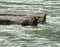 Young Alaskan Brown Bear swimming and fishing in the Chilkoot River