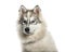Young Alaskan Malamute dog with one blue eye against white backg