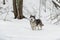 Young Alaskan Malamute Dog Standing in Snowy Forest. Open Mouth