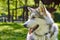 Young alaskan malamute sled breed puppy sitting and smiling outdoor