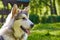 Young alaskan malamute sled breed puppy sitting and smiling outdoor