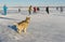 Young Alaskan Malamute watching with interest hockey game on a frozen river Dnepr in Ukraine