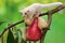 A young albino sugar glider eating a pink malay apple.