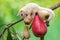 A young albino sugar glider eating a pink malay apple.