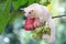 A young albino sugar glider eating a pink malay apple.