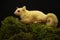 A young albino sugar glider is preying on a cricket on a rock overgrown with moss.