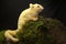 A young albino sugar glider is preying on a cricket on a rock overgrown with moss.