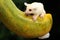 A young albino sugar glider resting on a ripe papaya fruit.