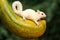 A young albino sugar glider resting on a ripe papaya fruit.