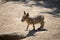 Young alert patagonian hare walking on sand