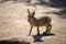 Young alert patagonian hare walking on sand