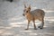 Young alert patagonian hare walking on sand