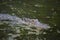 Young Alligator in Dirty Swamp Water in Louisiana