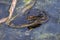 Young Alligator\\\'s Head Surfacing Above Water