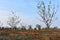 Young almond orchard in autumn season