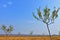 Young almond orchard in autumn season