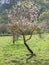 Young almond tree in blossom, spring comes