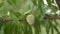 Young almonds on a tree branch sways in the wind. Garden with almond trees