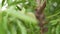 Young almonds on a tree branch sways in the wind. Garden with almond trees