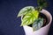 Young alocasia silver dragon plant in white pot.