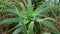 Young aloe arborescens in nature