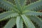 Young aloe arborescens in nature, a fragment