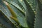 Young Aloe Ferox flower detailed among wet leaves