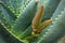 Young Aloe ferox flower in high detail among its wet leaves