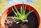 Young Aloe plant in a flowerpot